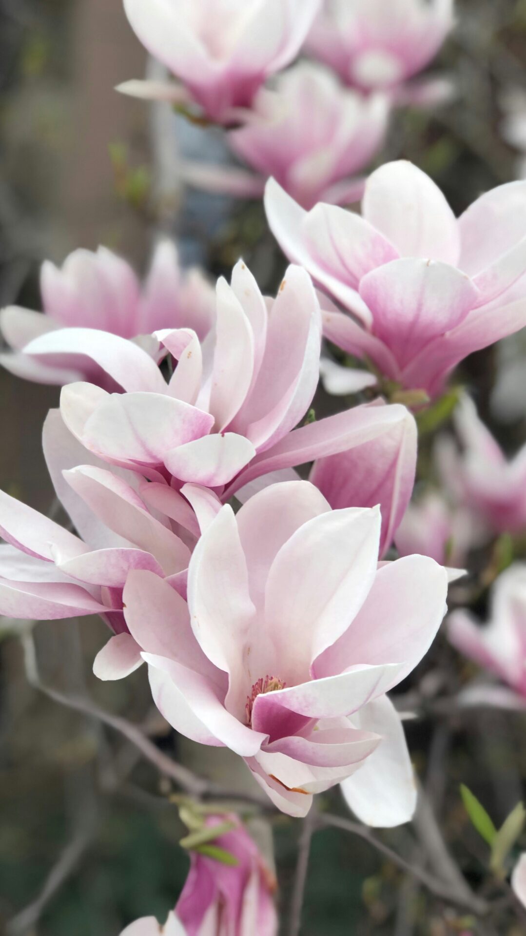 Magnolia Flowers